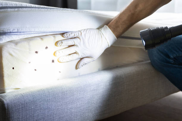 Best Affordable Pest Control Services  in New York Mills, NY