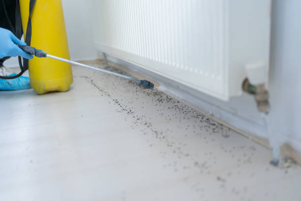 Best Local Pest Control Services  in New York Mills, NY